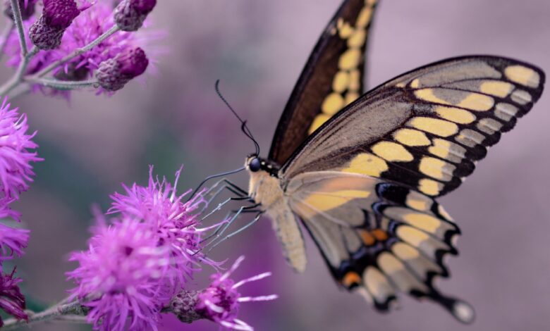 Butterfly House Sicily